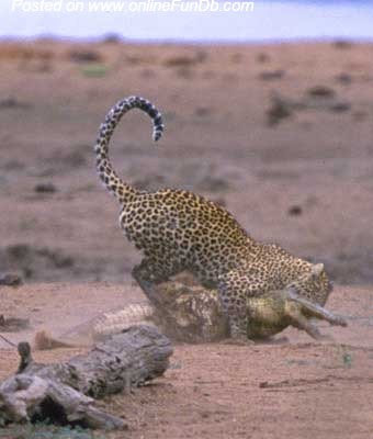 Leopard Attacks Crocodile