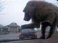 Baboon Or King Kong