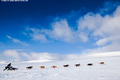 Dog Sledding