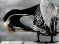 Cute animals and birds