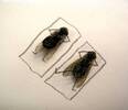 Bored at work! try making these arts by killing flies