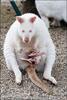 Rare White Kangaroos