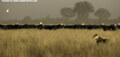 Great Wildlife Photography